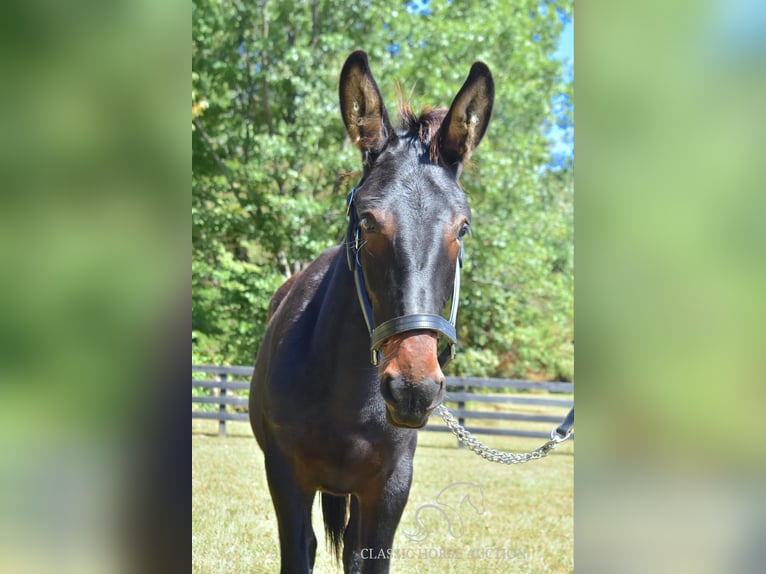 Mule Gelding 1 year 13 hh Bay in Pendleton, ky