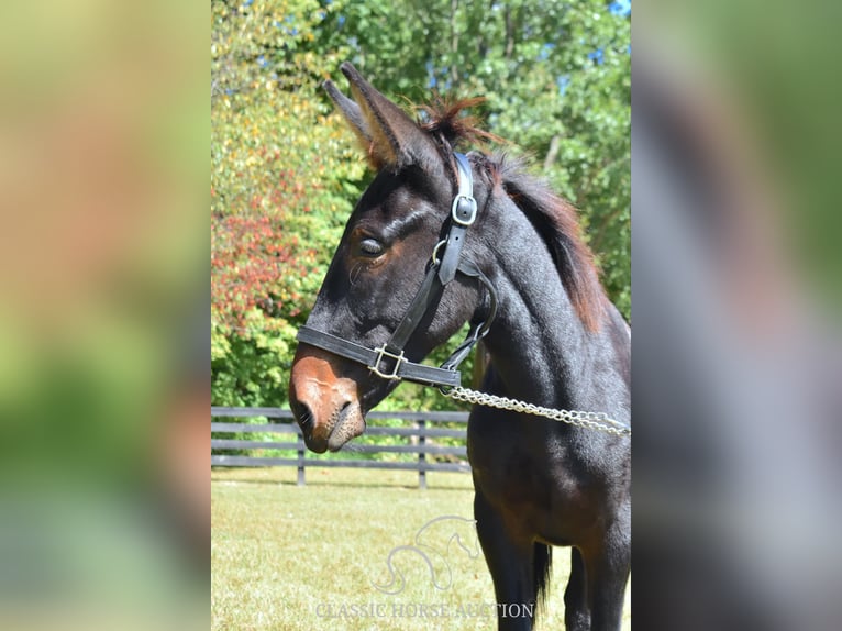 Mule Gelding 1 year 13 hh Bay in Pendleton, ky