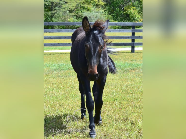 Mule Gelding 1 year 13 hh Bay in Pendleton, ky