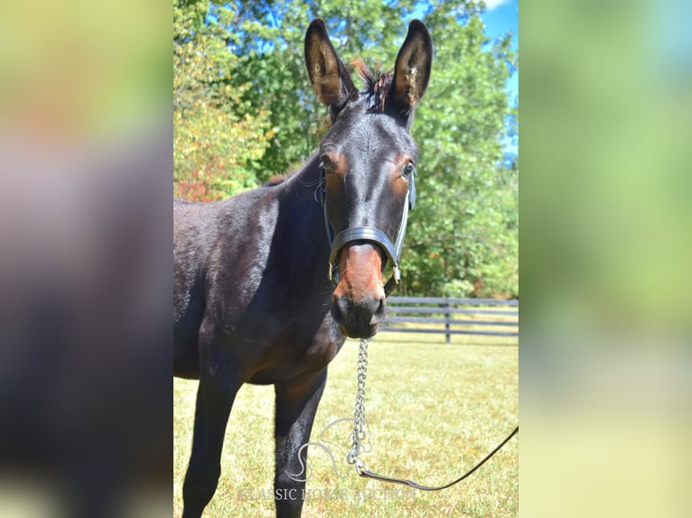 Mule Gelding 1 year 13 hh Bay in Pendleton, ky