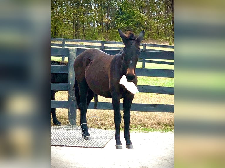 Mule Gelding 1 year 13 hh Bay in Pendleton, ky