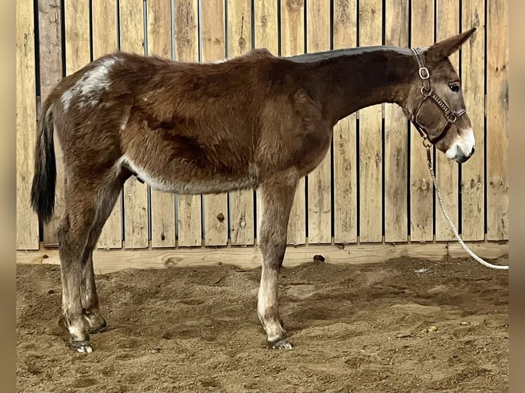 Mule Gelding 1 year 13 hh Gray in Cannon Falls