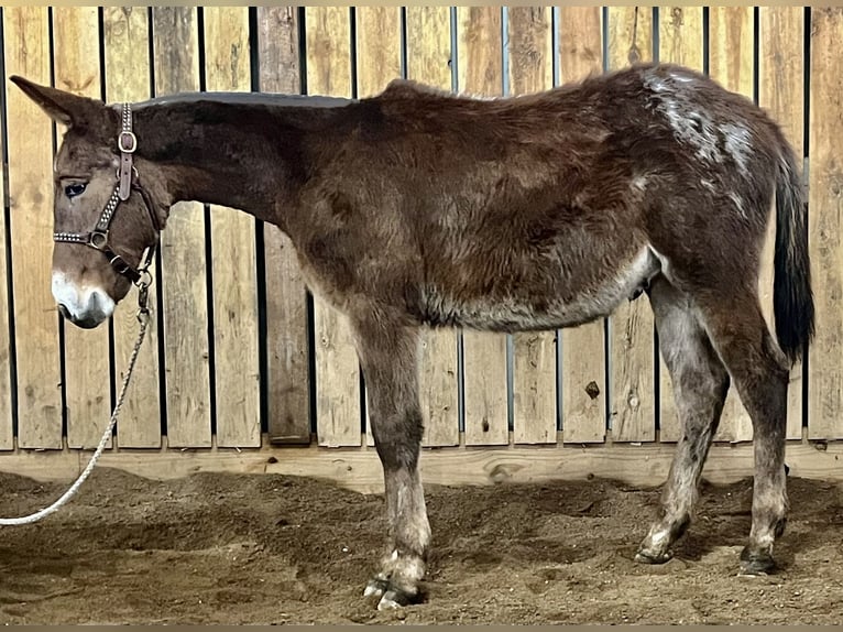 Mule Gelding 1 year 13 hh Gray in Cannon Falls
