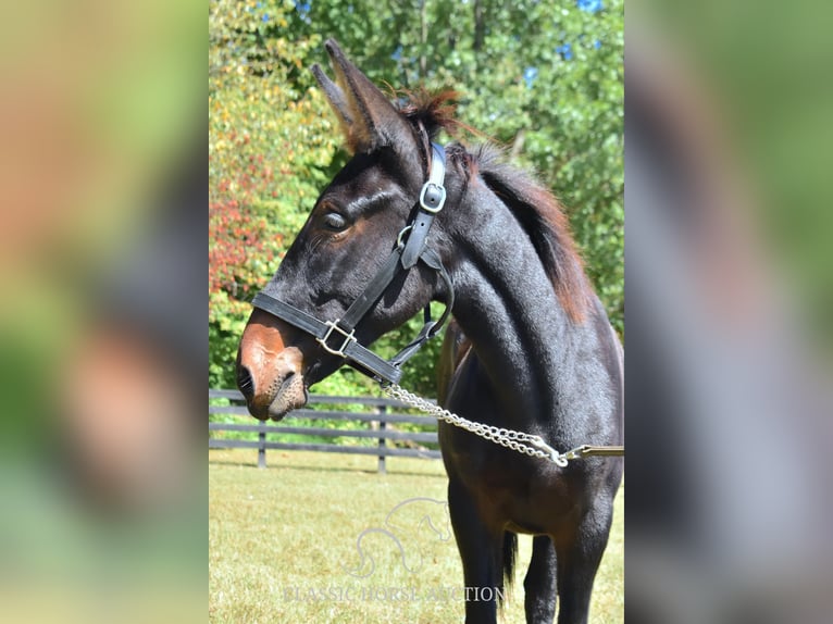 Mule Gelding 2 years 13 hh in Pendleton, ky