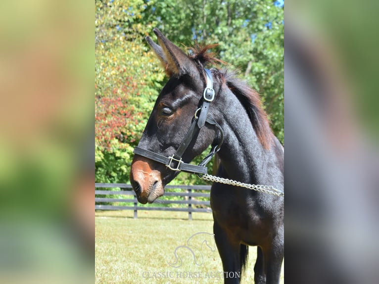 Mule Gelding 2 years 13 hh in Pendleton, ky