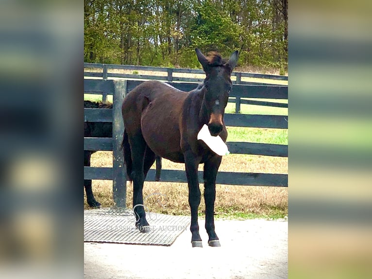 Mule Gelding 2 years 13 hh in Pendleton, ky