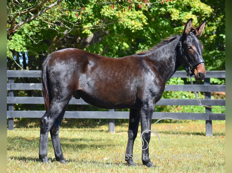 Mule Gelding 2 years 13 hh in Pendleton, ky