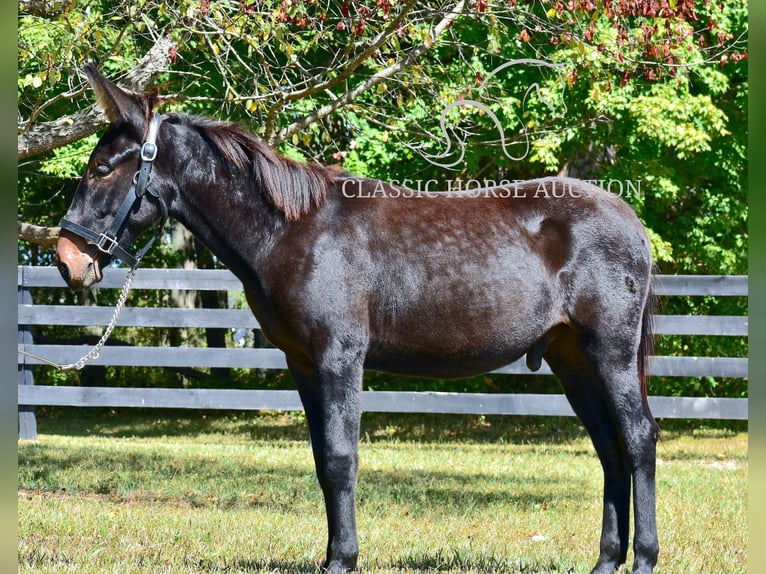 Mule Gelding 2 years 13 hh in Pendleton, ky