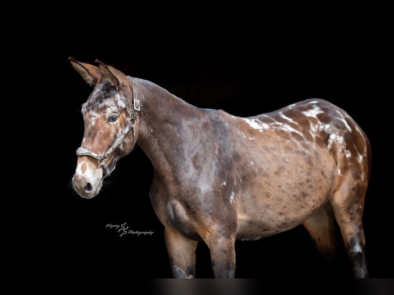 Mule Gelding 2 years 15,2 hh Black in Hastings