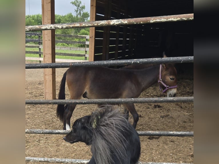 Mule Gelding 2 years Bay-Dark in Mokena
