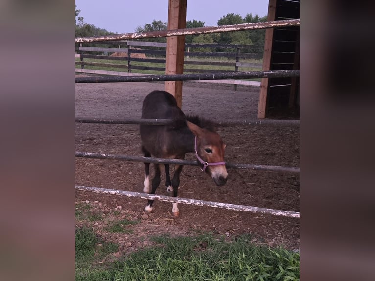 Mule Gelding 2 years Bay-Dark in Mokena