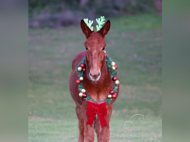 Mule Gelding 3 years 11 hh Sorrel in Stephenville, tx