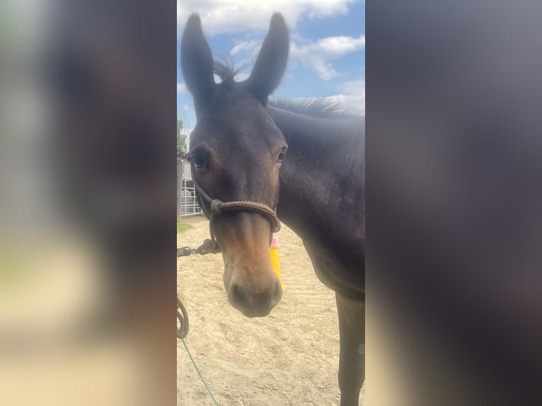 Mule Gelding 3 years 12,2 hh in Emmersdorf