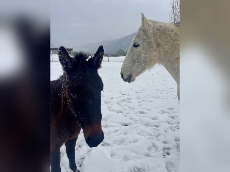 Mule Gelding 3 years 12,2 hh in Emmersdorf