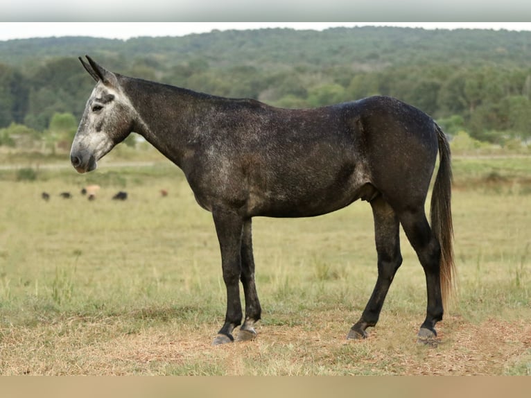 Mule Gelding 3 years 14,2 hh Grey in Huntsville