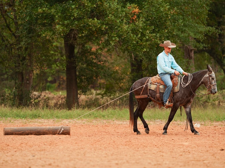 Mule Gelding 3 years 14,2 hh Grey in Huntsville