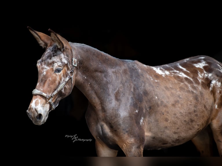 Mule Gelding 3 years 15,2 hh Black in Hastings