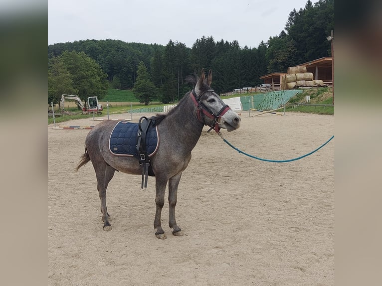 Mule Gelding 4 years 12,1 hh in Gersdorf an der Feistritz