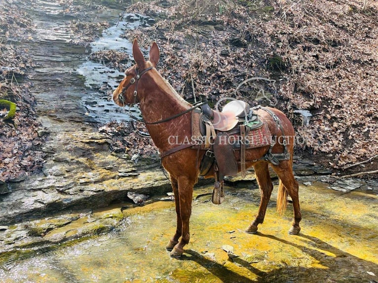 Mule Gelding 4 years 14 hh Bay in Tompkinsville, KY