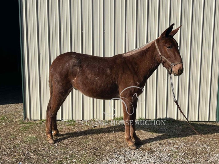 Mule Gelding 4 years 14 hh Bay in Tompkinsville, KY