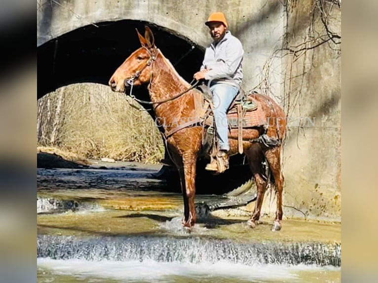 Mule Gelding 4 years 14 hh Bay in Tompkinsville, KY