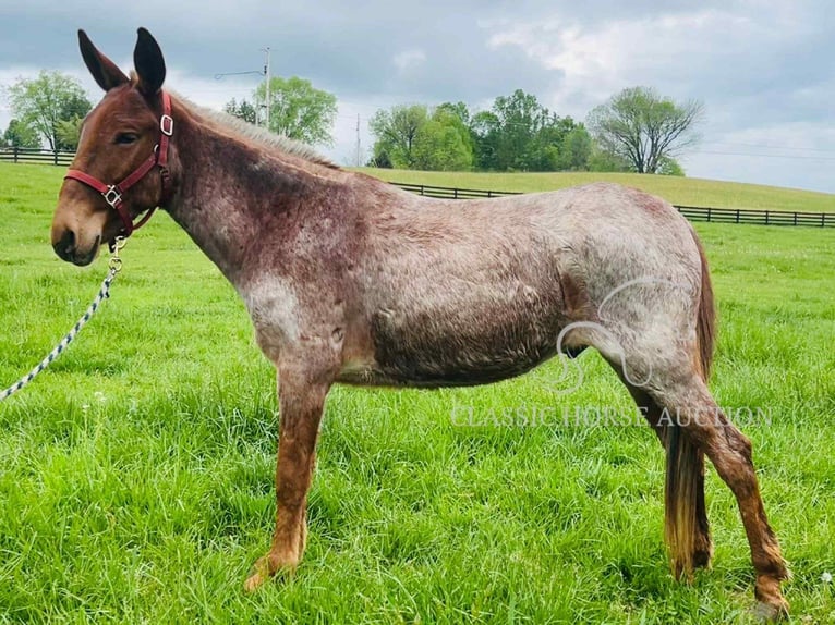 Mule Gelding 4 years 14 hh Bay in Tompkinsville, KY