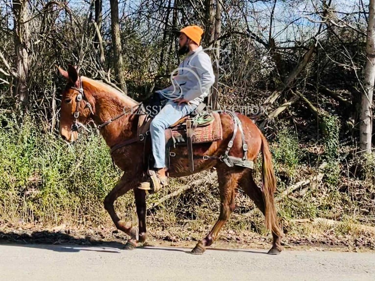 Mule Gelding 4 years 14 hh Bay in Tompkinsville, KY
