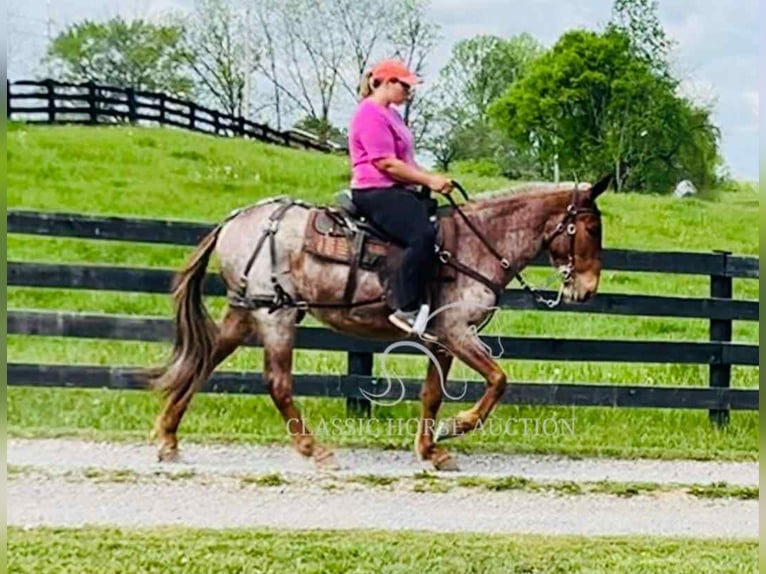 Mule Gelding 4 years 14 hh Bay in Tompkinsville, KY