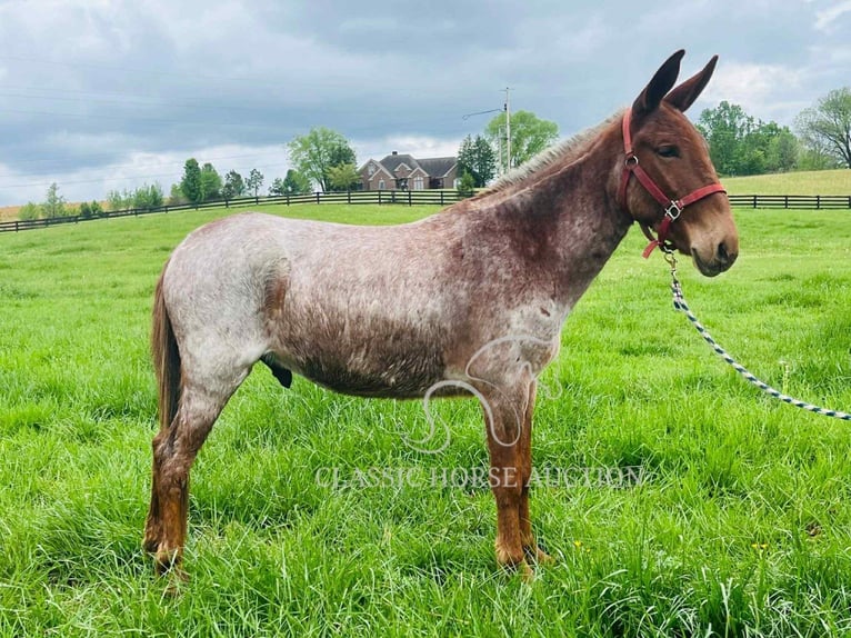 Mule Gelding 4 years 14 hh Bay in Tompkinsville, KY