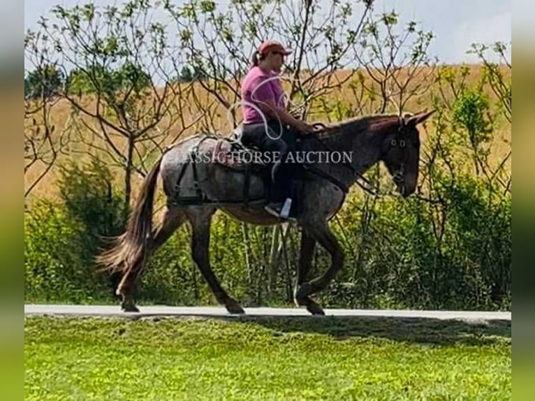 Mule Gelding 4 years 14 hh Bay in Tompkinsville, KY