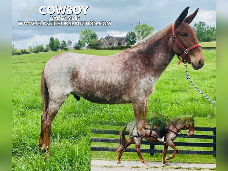 Mule Gelding 4 years 14 hh Bay in Tompkinsville, KY
