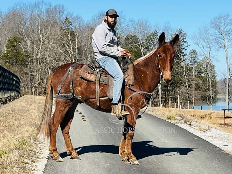 Mule Gelding 4 years 14 hh Bay in Tompkinsville, KY