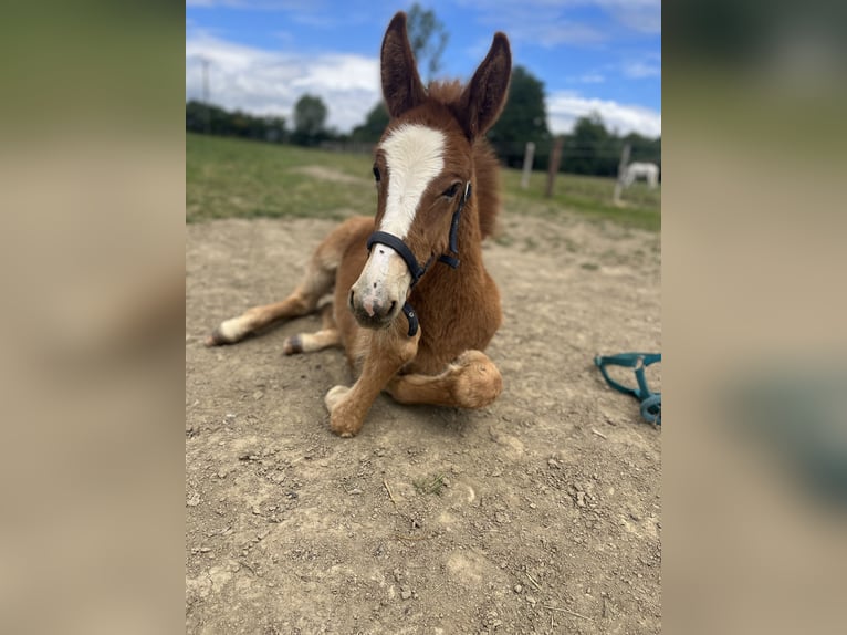 Mule Gelding 4 years 14,1 hh Chestnut in Mettet