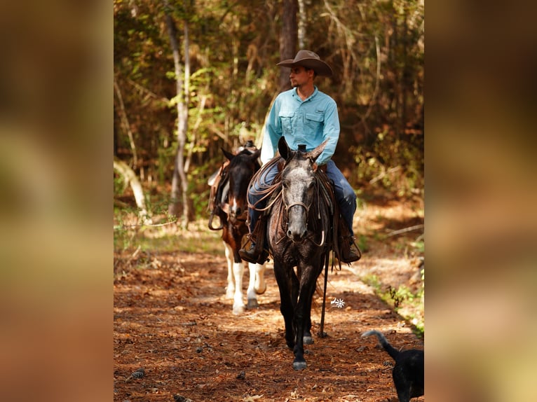 Mule Gelding 4 years 14,2 hh Grey in Huntsville