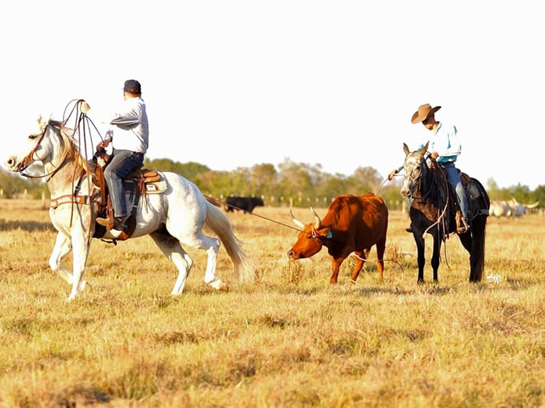 Mule Gelding 4 years 14,2 hh Grey in Huntsville