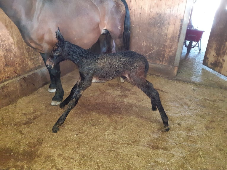 Mule Gelding 4 years 15.1 hh Brown in Garmisch-Partenkirchen
