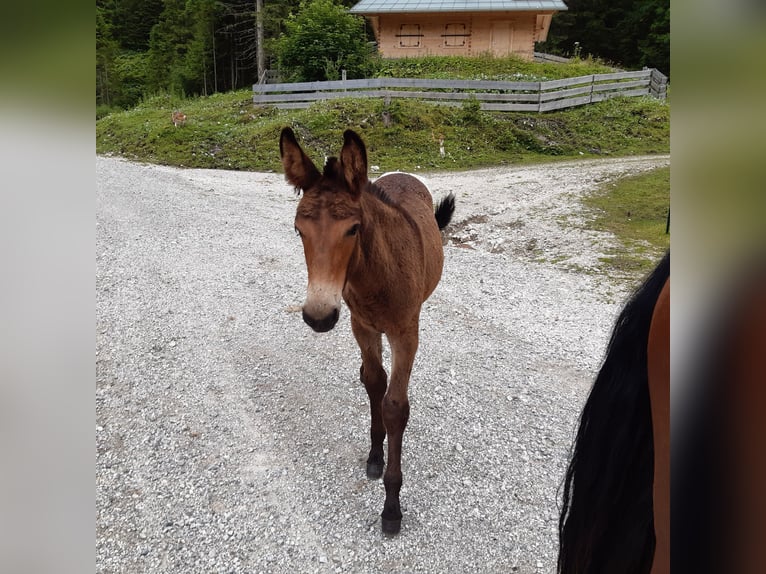 Mule Gelding 4 years 15.1 hh Brown in Garmisch-Partenkirchen