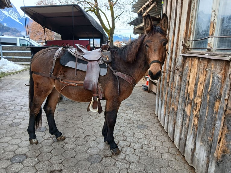 Mule Gelding 4 years 15.1 hh Brown in Garmisch-Partenkirchen