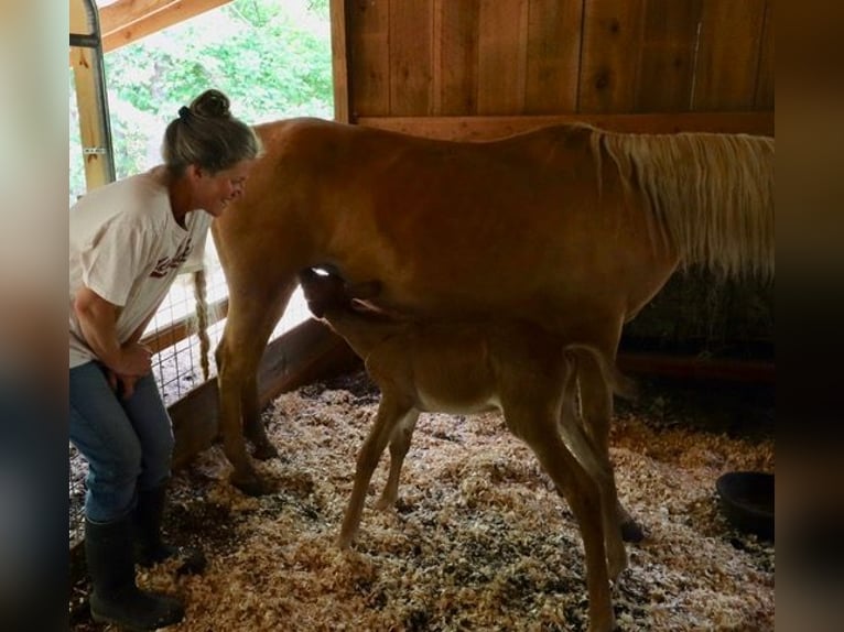 Mule Gelding 4 years 15 hh Roan-Red in Maryville