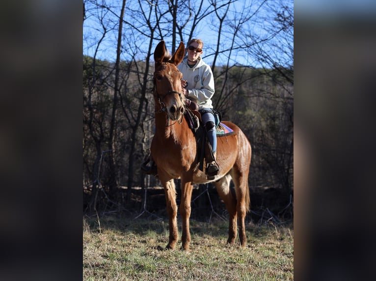 Mule Gelding 4 years 15 hh Roan-Red in Maryville