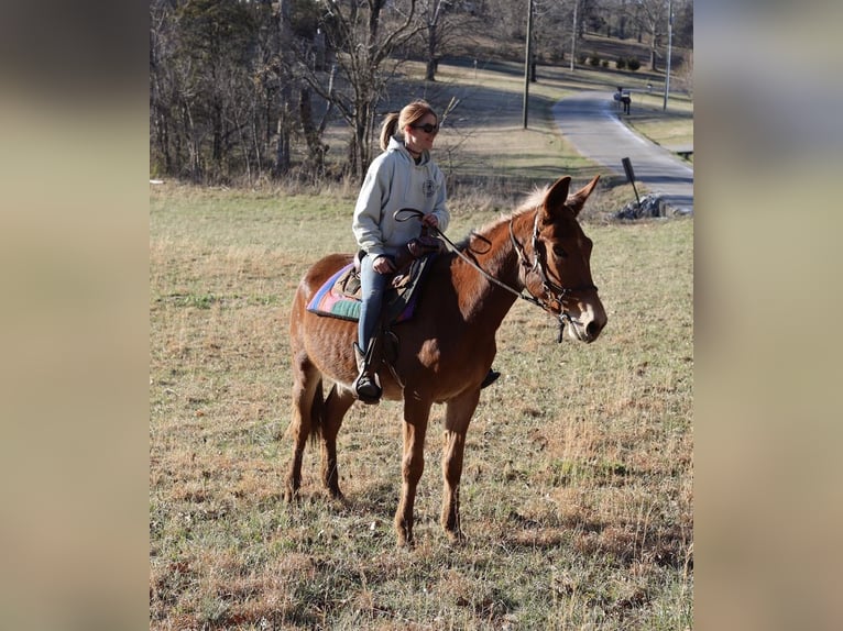 Mule Gelding 4 years 15 hh Roan-Red in Maryville