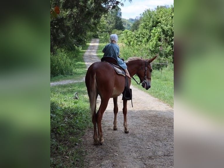 Mule Gelding 4 years 15 hh Roan-Red in Maryville