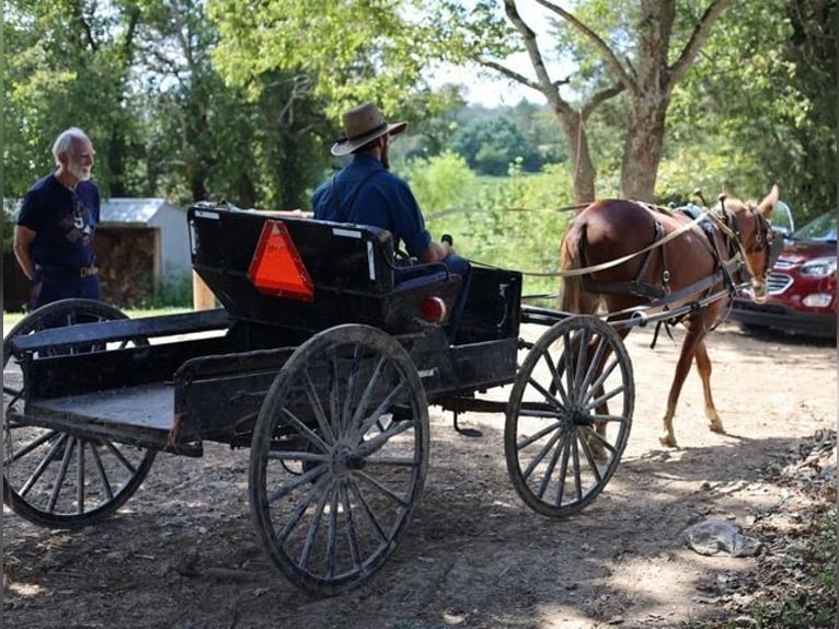 Mule Gelding 4 years 15 hh Roan-Red in Maryville