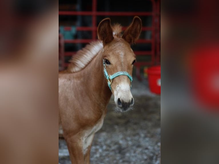 Mule Gelding 4 years 15 hh Roan-Red in Maryville