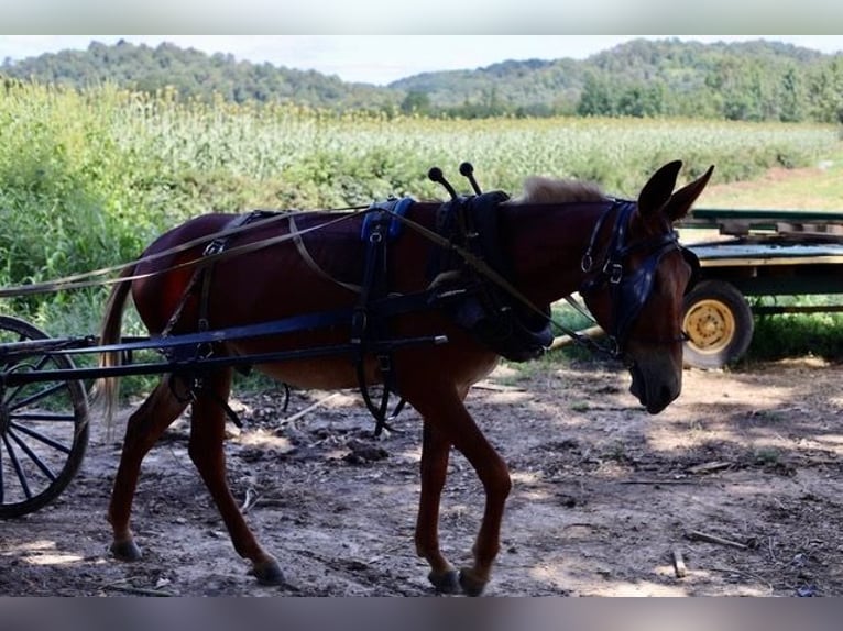 Mule Gelding 4 years 15 hh Roan-Red in Maryville