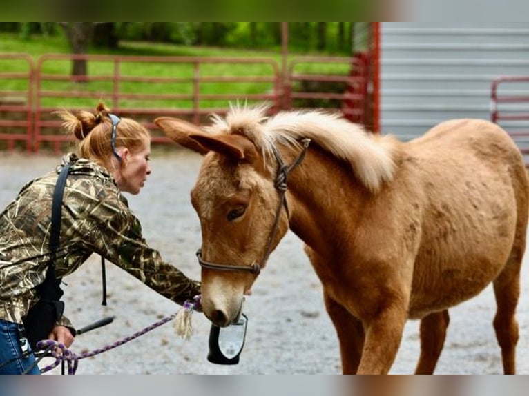 Mule Gelding 4 years 15 hh Roan-Red in Maryville