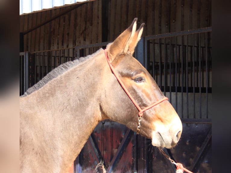 Mule Gelding 4 years 15,2 hh Brown in Vejer de la Frontera