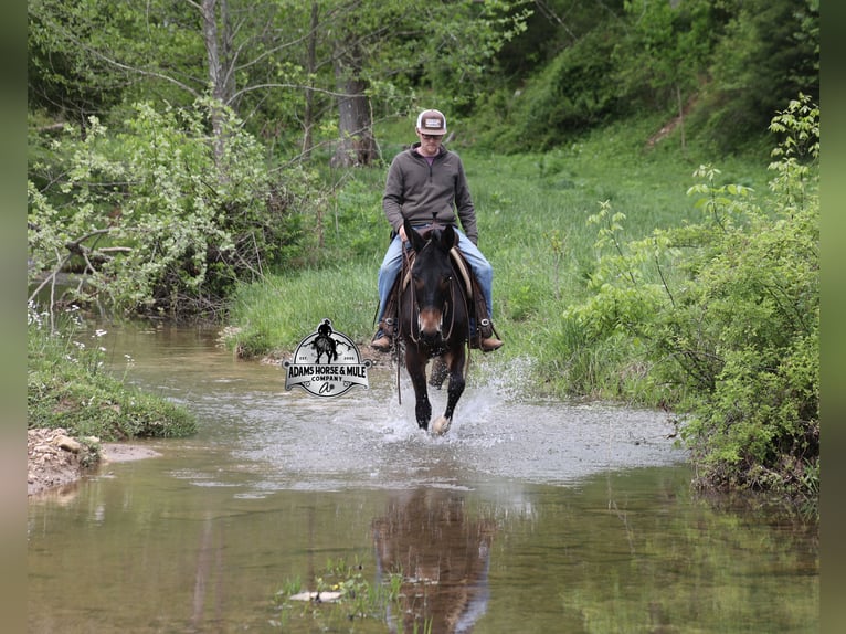 Mule Gelding 4 years Bay in Mount Vernon, KY