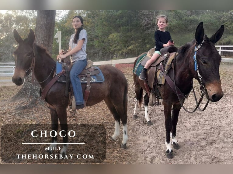 Mule Gelding 5 years 12,3 hh Bay in Summerville, SC