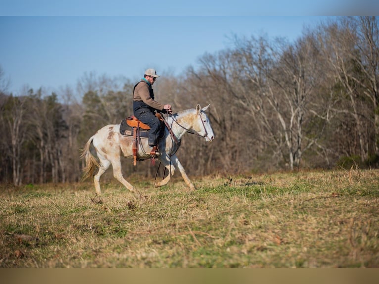 Mule Gelding 5 years 13,3 hh Pinto in Santa Fe